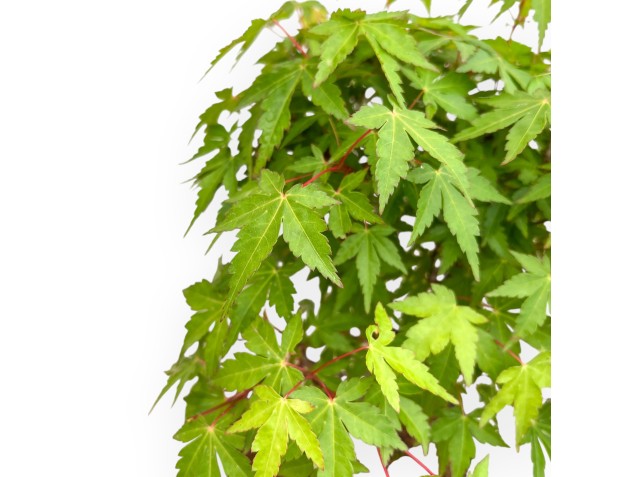 Acer Palmatum Viridis - Maple - 41 cm 2
