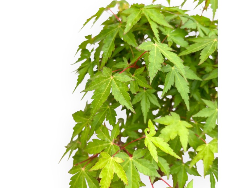 Acer Palmatum Viridis - Maple - 41 cm
