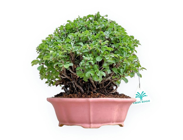 Chaenomeles Chojubai - Cotogno - 24 cm