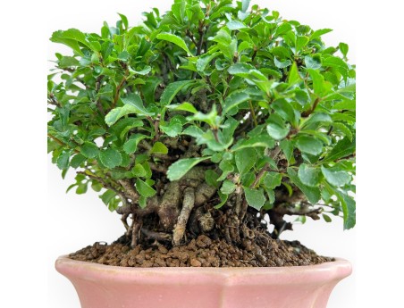 Chaenomeles Chojubai - Cotogno - 24 cm