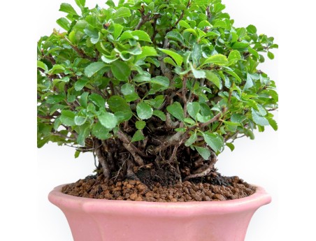 Chaenomeles Chojubai - Cotogno - 24 cm