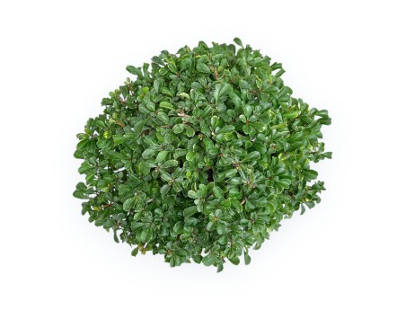 Chaenomeles Chojubai - Coing Asiatique - 24 cm
