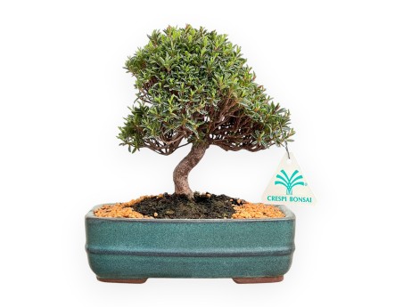 Rhododendron Indicum Saotone - Azalee - 20 cm