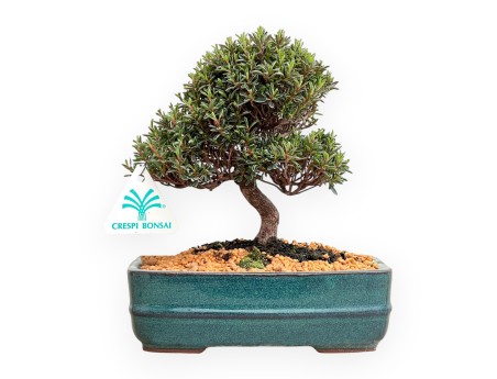 Rhododendron Indicum Saotone - Azalea - 20 cm