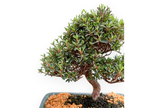 Rhododendron Indicum Saotone - Azalea - 20 cm