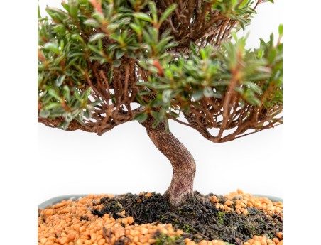 Rhododendron Indicum Saotone - Azalee - 20 cm
