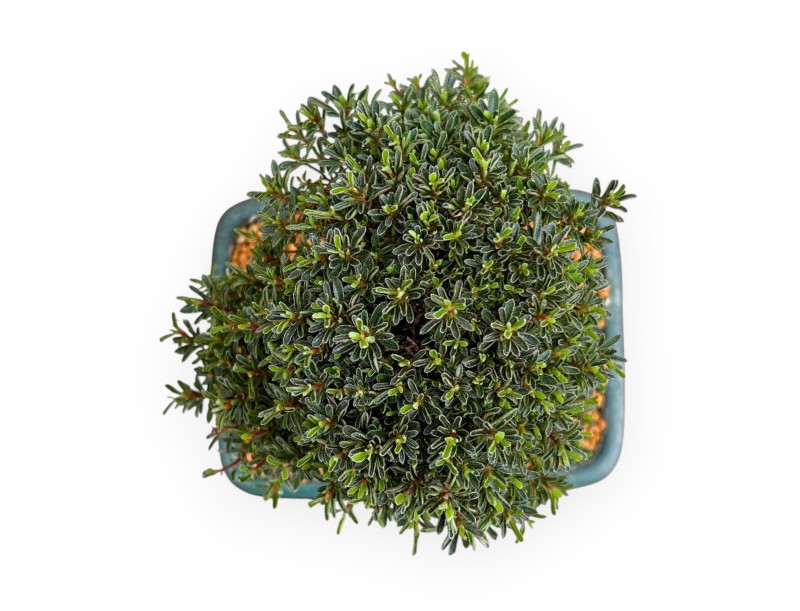 Rhododendron Indicum Saotone - Azalea - 20 cm