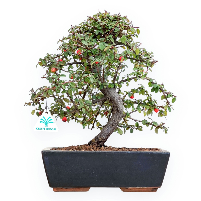 Cotoneaster Coral Beauty - 35 cm