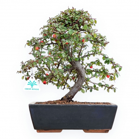 Cotoneaster Coral Beauty - 35 cm