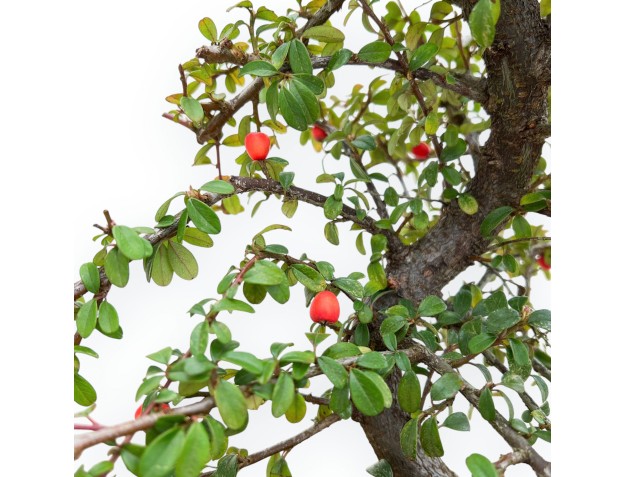Cotoneaster Coral Beauty - Cotognastro - 35 cm 2