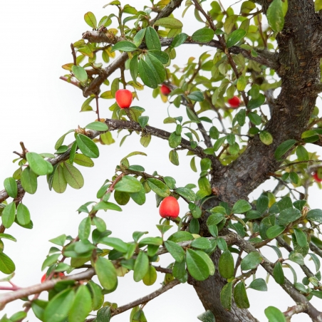 Cotoneaster Coral Beauty - Cotognastro - 35 cm