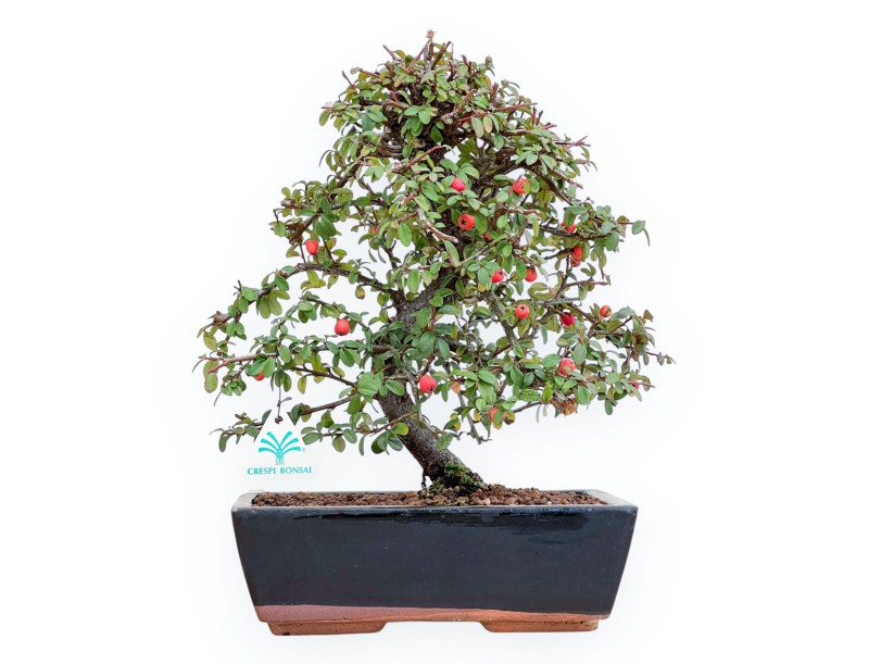 Cotoneaster Coral Beauty - 35 cm