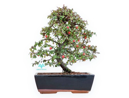 Cotoneaster Coral Beauty - 35 cm