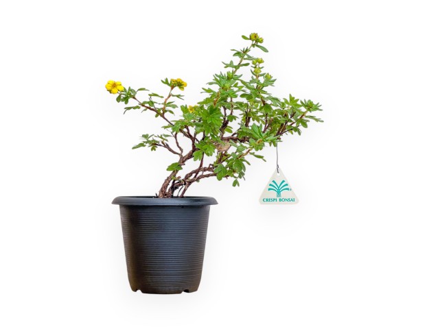 Potentilla fruticosa - 31 cm