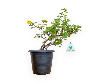 Potentilla fruticosa - 31 cm