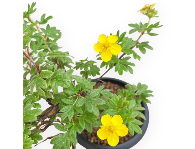 Potentilla fruticosa - 31 cm 2