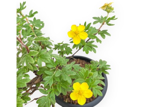 Potentilla fruticosa - 31 cm
