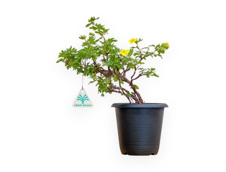Potentilla fruticosa - 31 cm