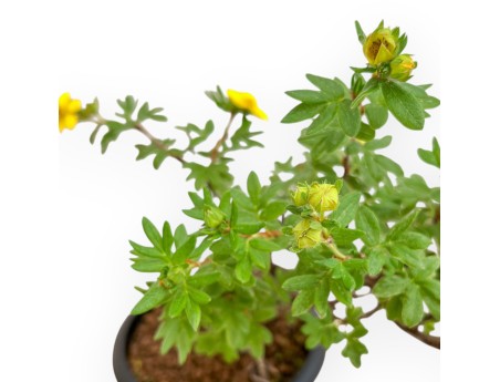 Potentilla fruticosa - 31 cm