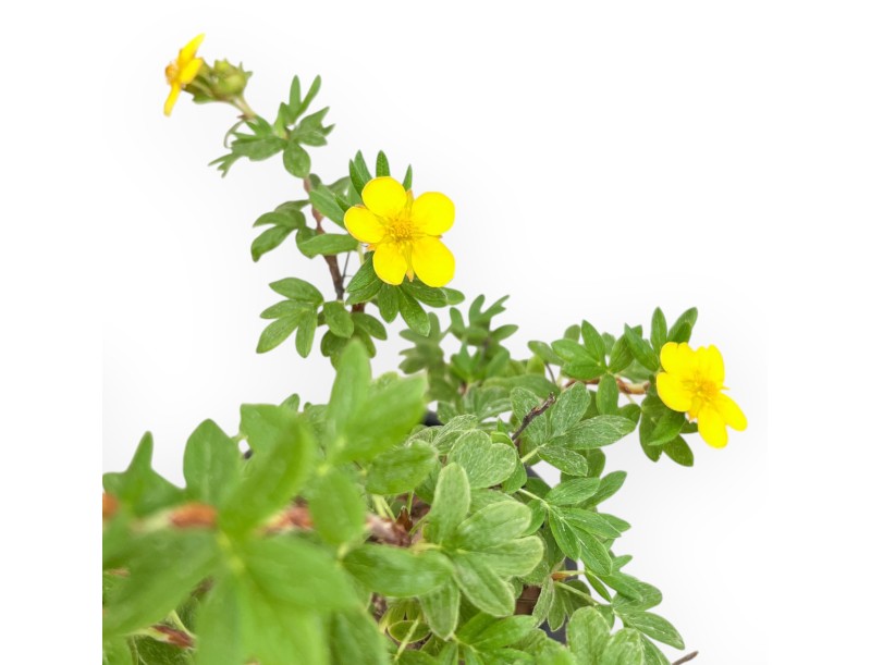 Potentilla fruticosa - 31 cm