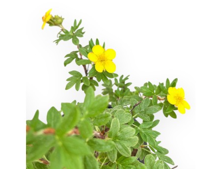 Potentilla fruticosa - 31 cm