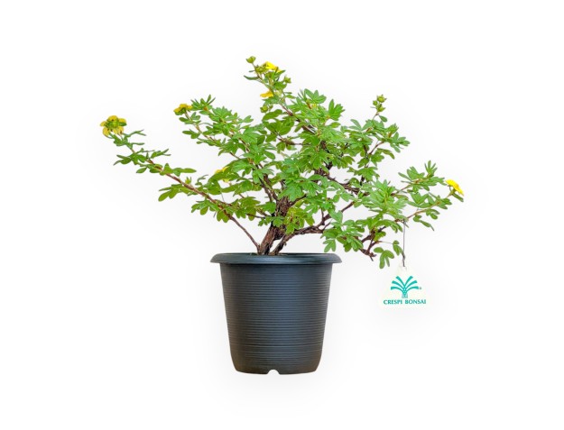 Potentilla fruticosa - 30 cm