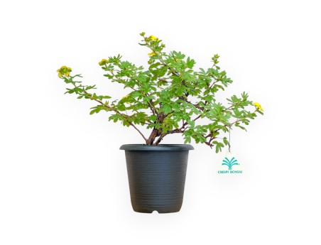 Potentilla fruticosa - 30 cm