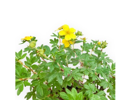 Potentilla fruticosa - 30 cm