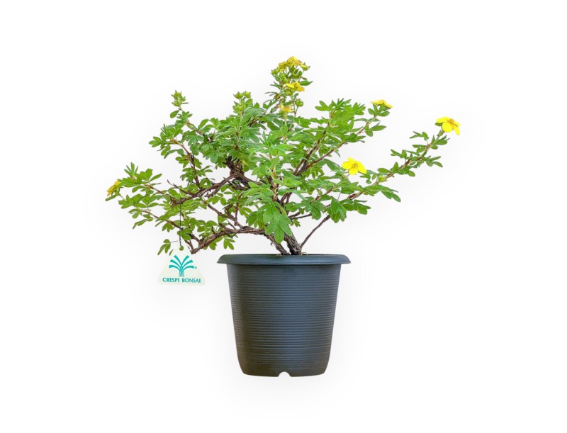 Potentilla fruticosa - 30 cm