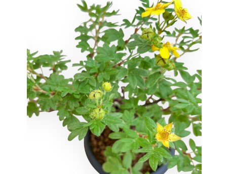 Potentilla fruticosa - 30 cm