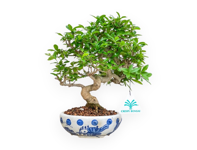 Ligustrum - Privet - 25 cm