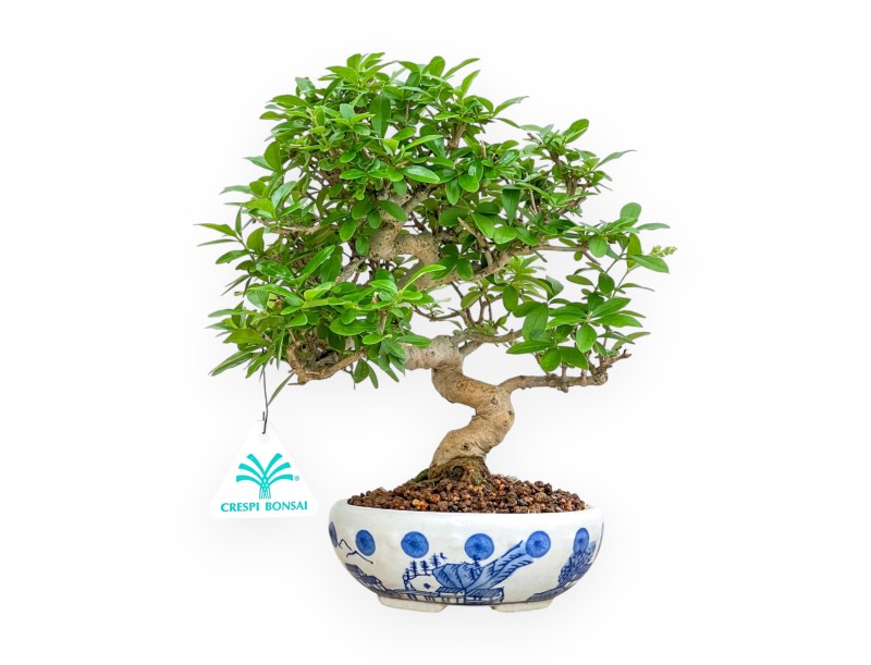 Ligustrum - Troène - 25 cm