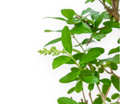 Ligustrum - Troène - 25 cm
