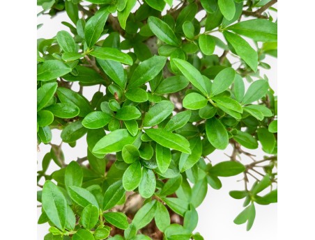 Ligustrum - Privet - 25 cm