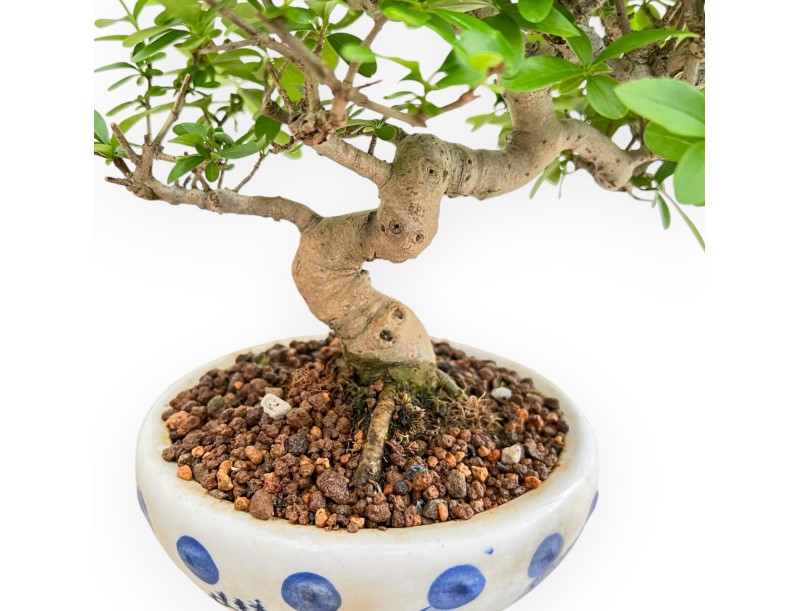 Ligustrum - Privet - 25 cm