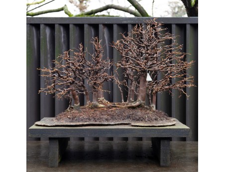 Zelkova Serrata - Elm - 58 cm