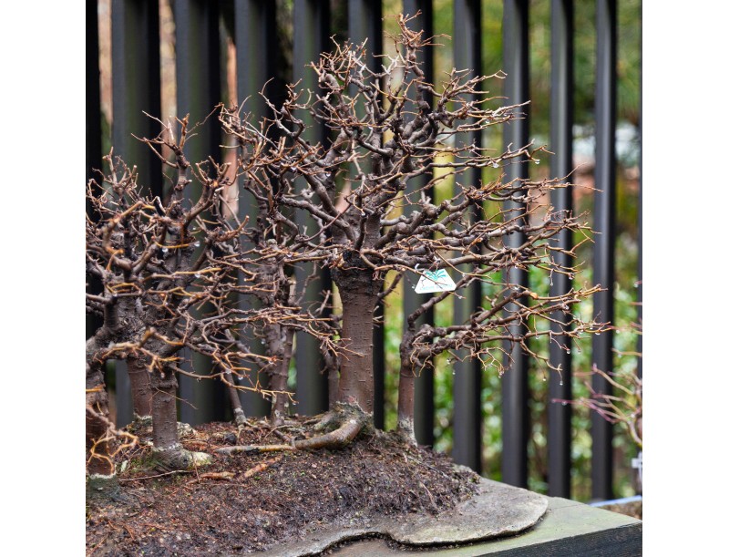 Zelkova Serrata - Iep - 58 cm