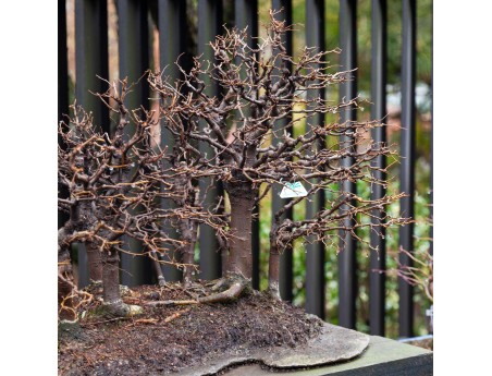 Zelkova Serrata - Olmo - 58 cm