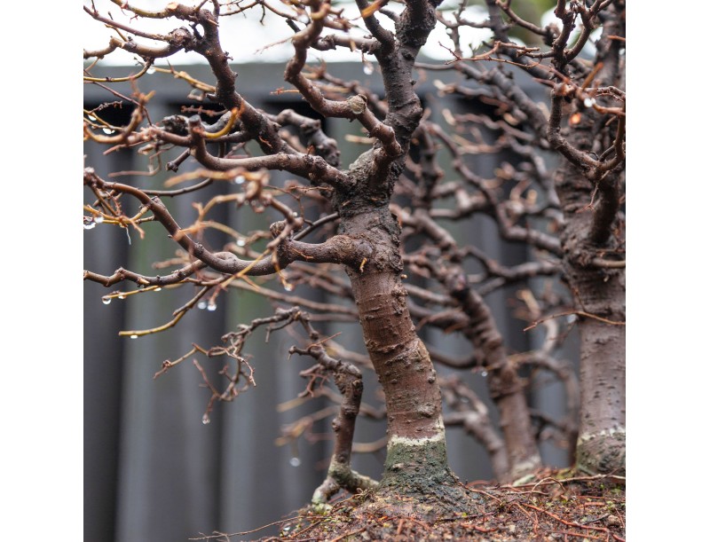 Zelkova Serrata - Olmo - 58 cm