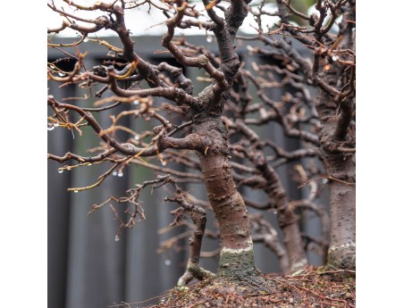 Zelkova Serrata - Orme - 58 cm