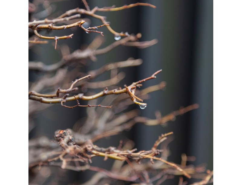 Zelkova Serrata - Olmo - 58 cm