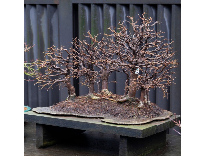 Zelkova Serrata - Elm - 58 cm
