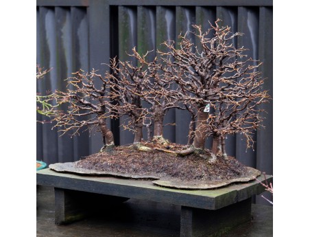 Zelkova Serrata - Orme - 58 cm