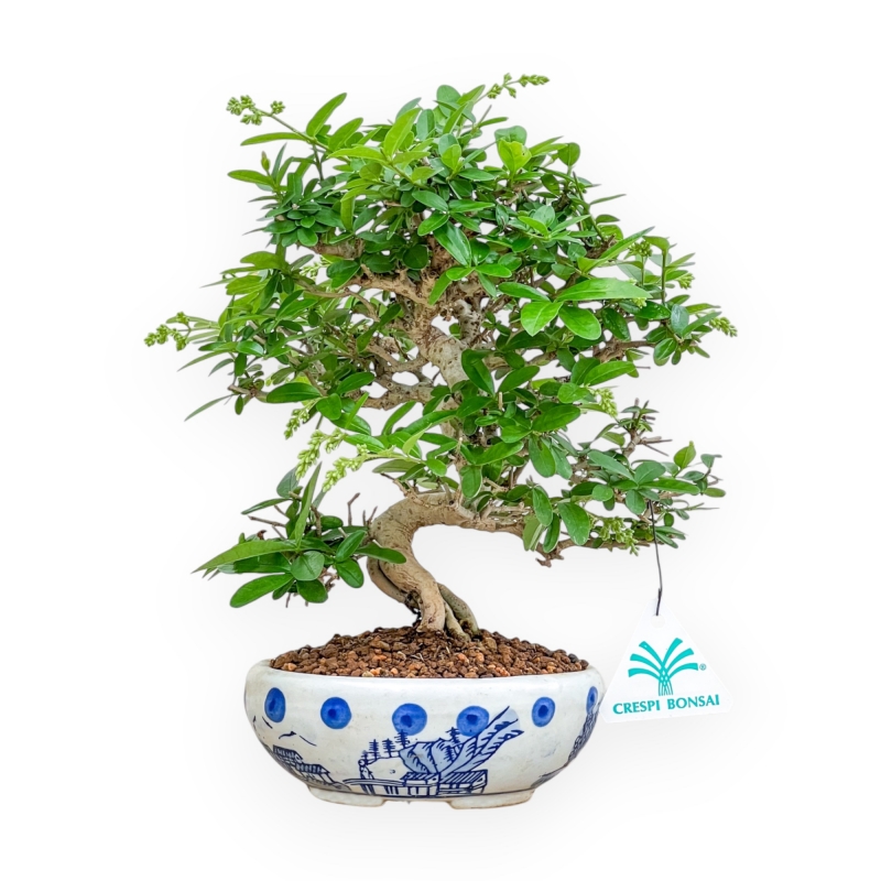 Ligustrum - Privet - 27 cm