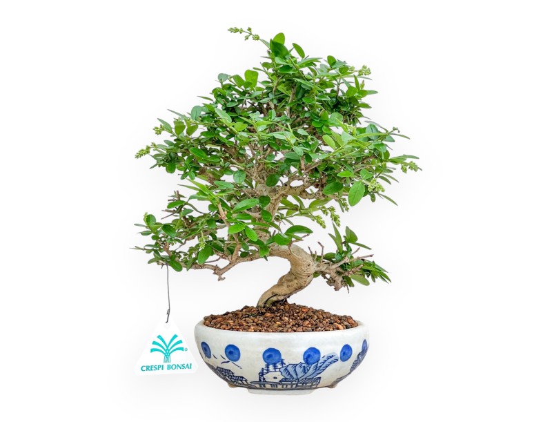 Ligustrum - Troène - 27 cm