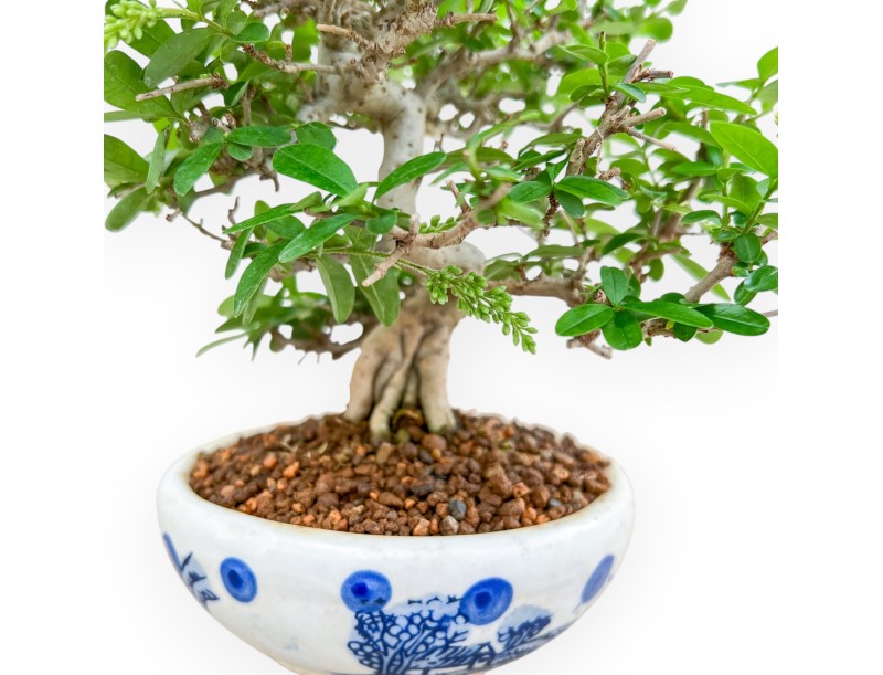 Ligustrum - Troène - 27 cm