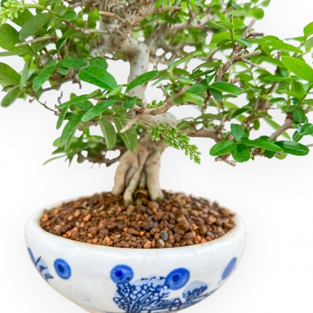 Ligustrum - Troène - 27 cm