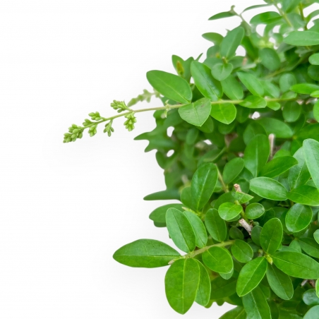 Ligustrum - Troène - 27 cm