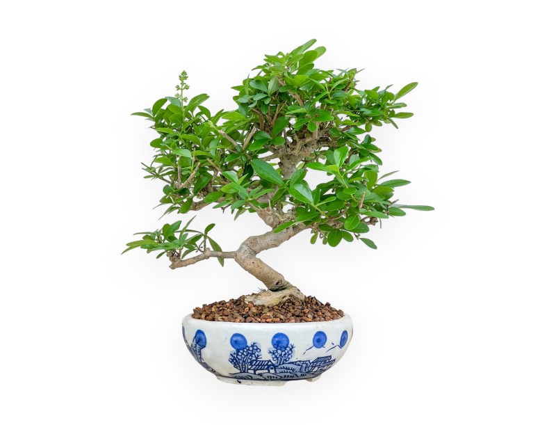 Ligustrum - Ligustro - 24 cm