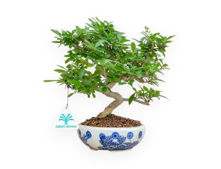 Ligustrum - Ligustro - 24 cm